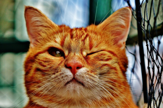 cat-winking